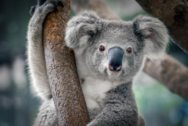 koala_picture